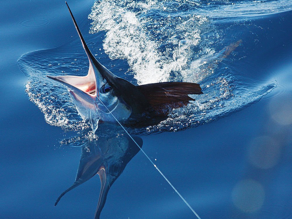 Blue Marlin fishing in Panama