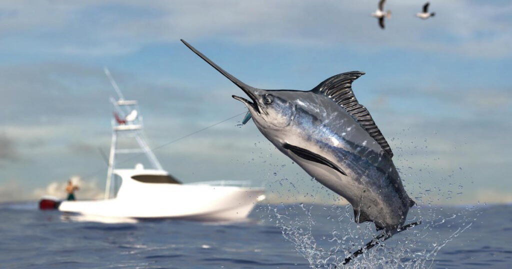 sailfish panama pro fishing