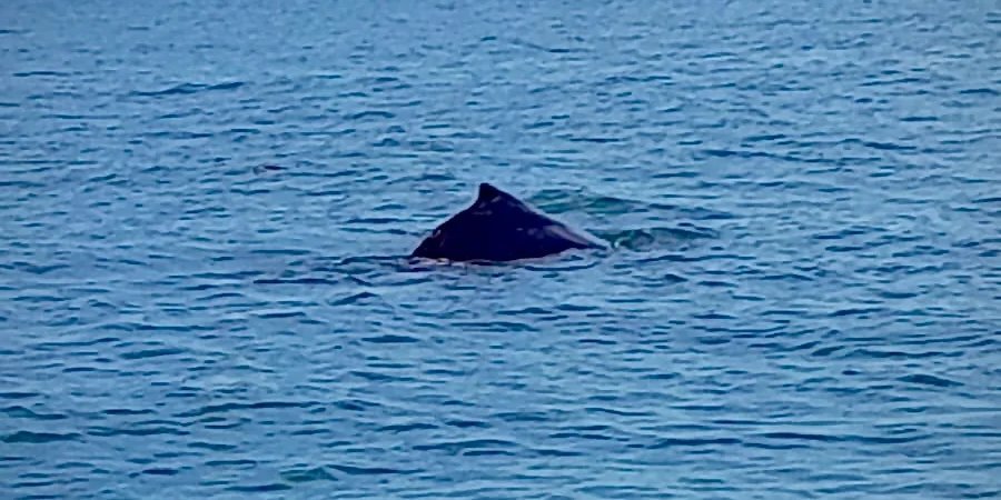 Humpback whale surfacing in the Gulf of Panama